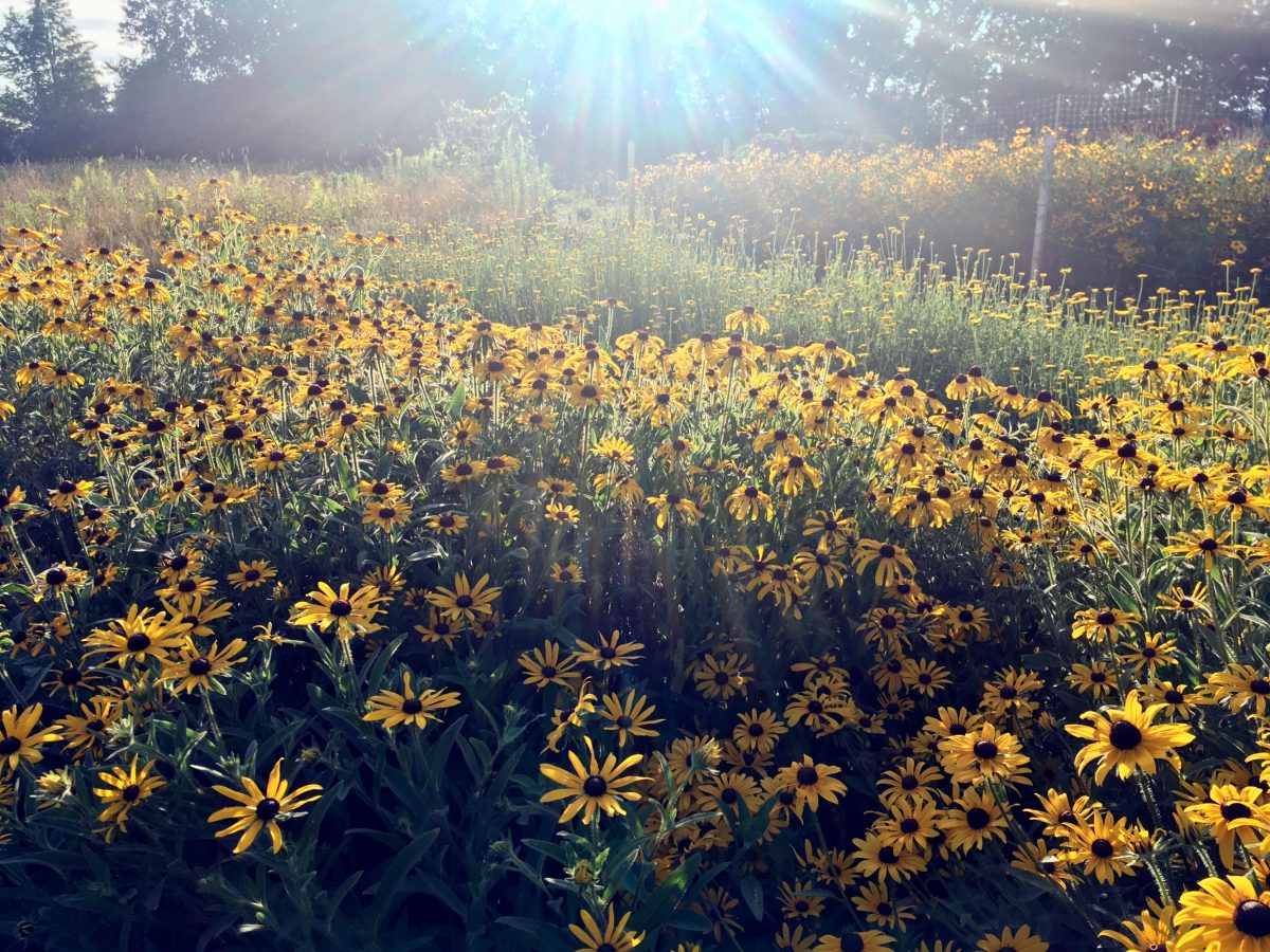 Rudbeckia growing in the farm field