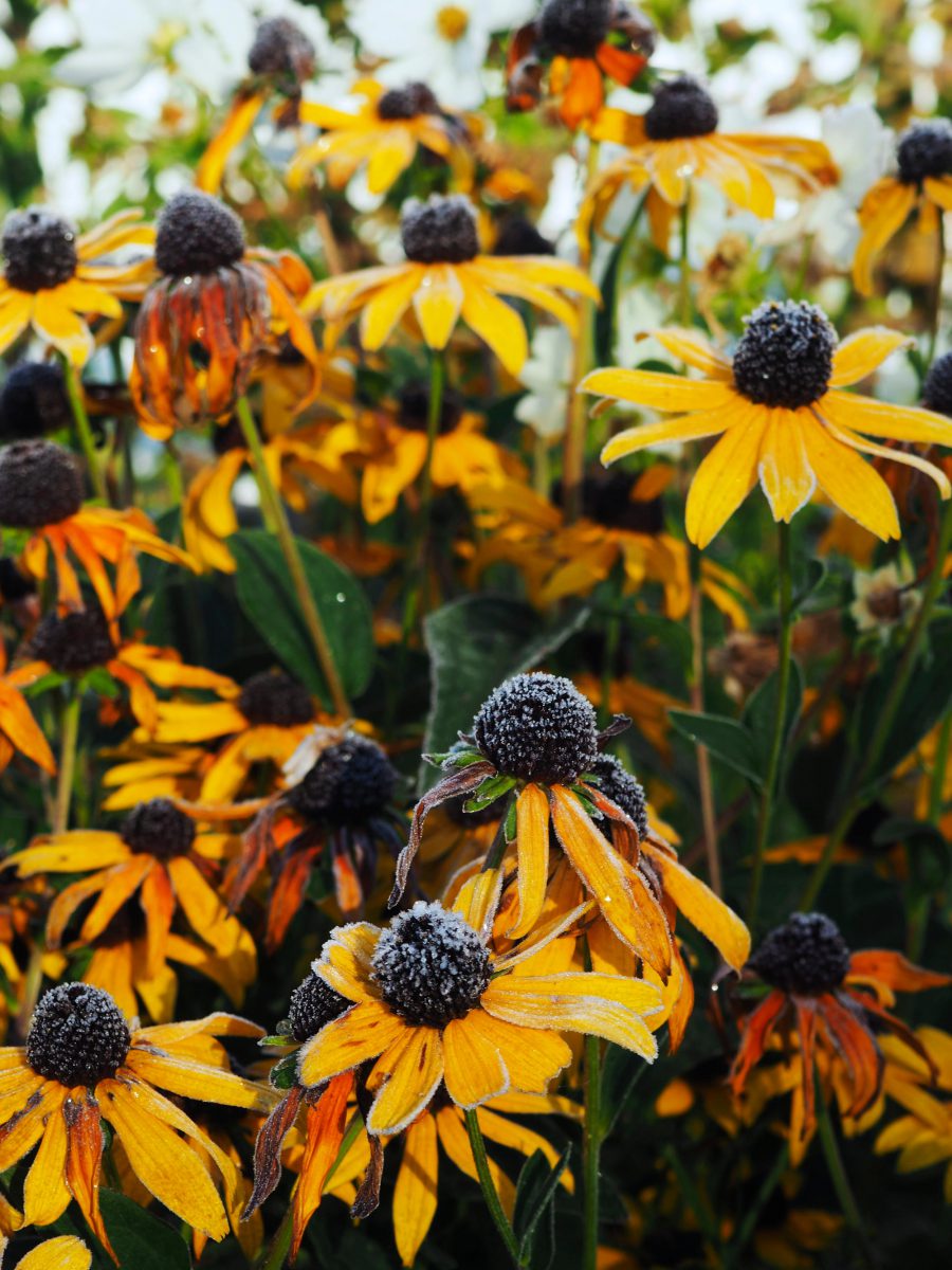 Rudbeckia under the first frost