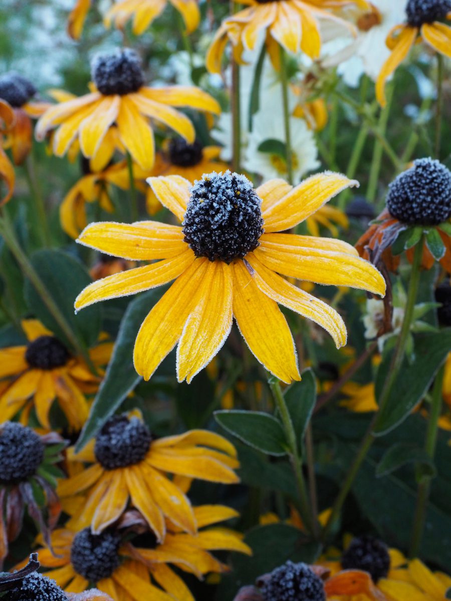 Rudbeckia under the first frost