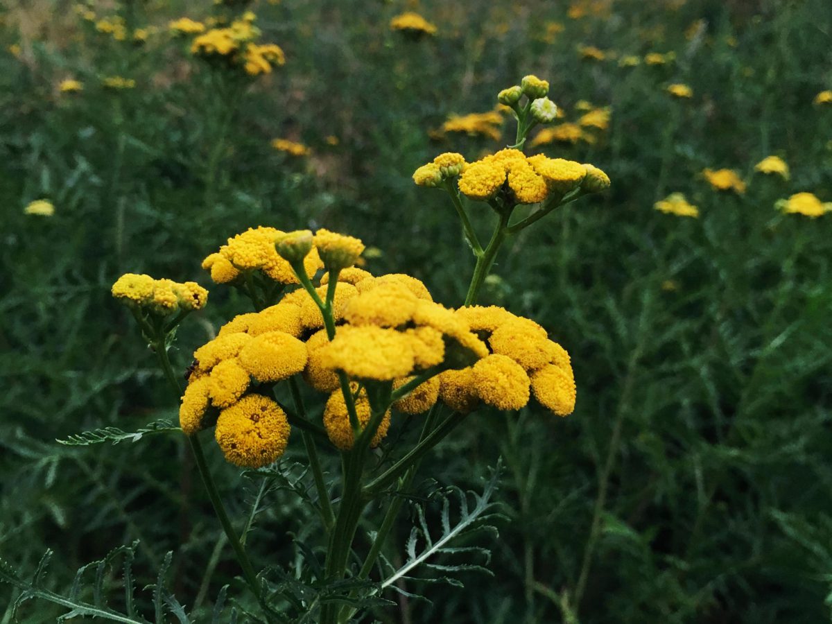 Tansy growing wild in a meadow