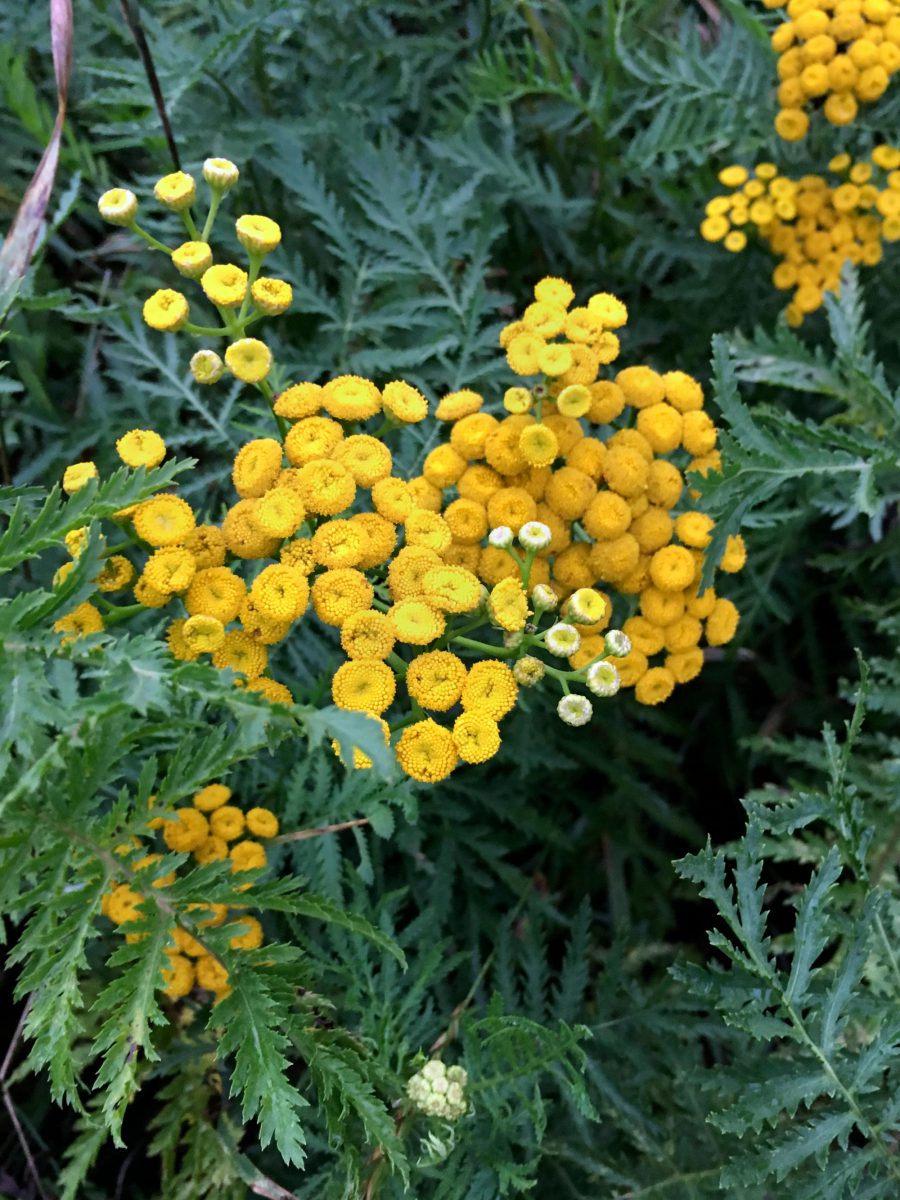 Tansy flower head and leaves