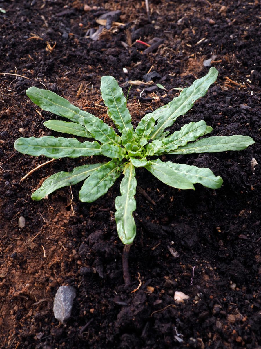 A Weld rosette in year one of growth on the farm