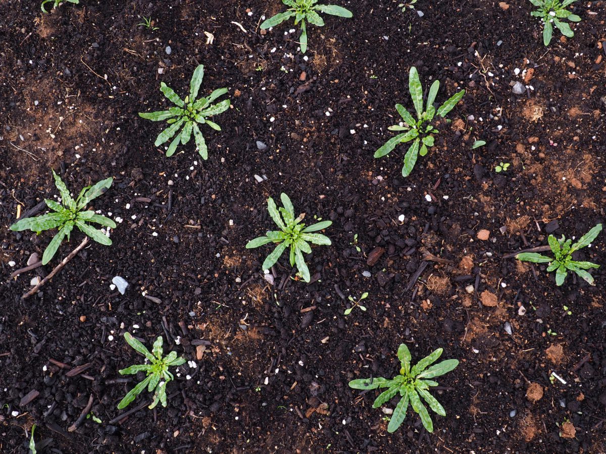 Little baby Weld plants growing in the field