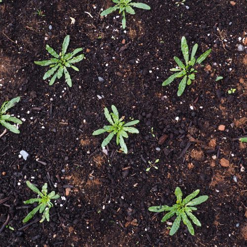 Little baby Weld plants growing in the field