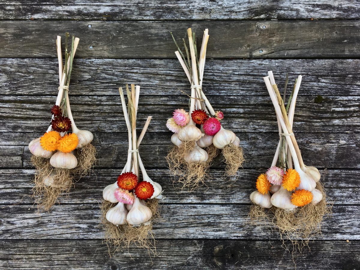 Bundles of dried garlic with multi-coloured straw flowers