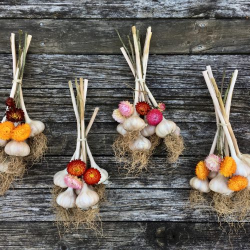 Bundles of dried garlic with multi-coloured straw flowers