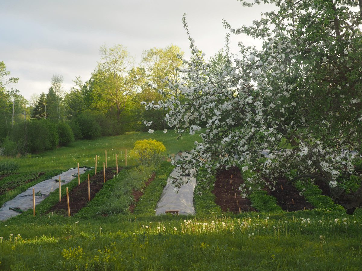 Apple blossoms, farm rows ready for planting, late afternoon light
