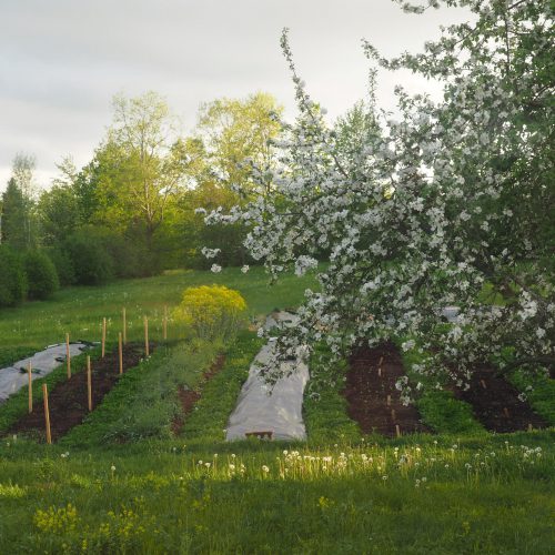 Apple blossoms, farm rows ready for planting, late afternoon light