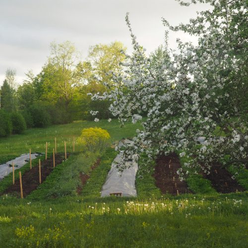 Apple blossoms, farm rows ready for planting, late afternoon light