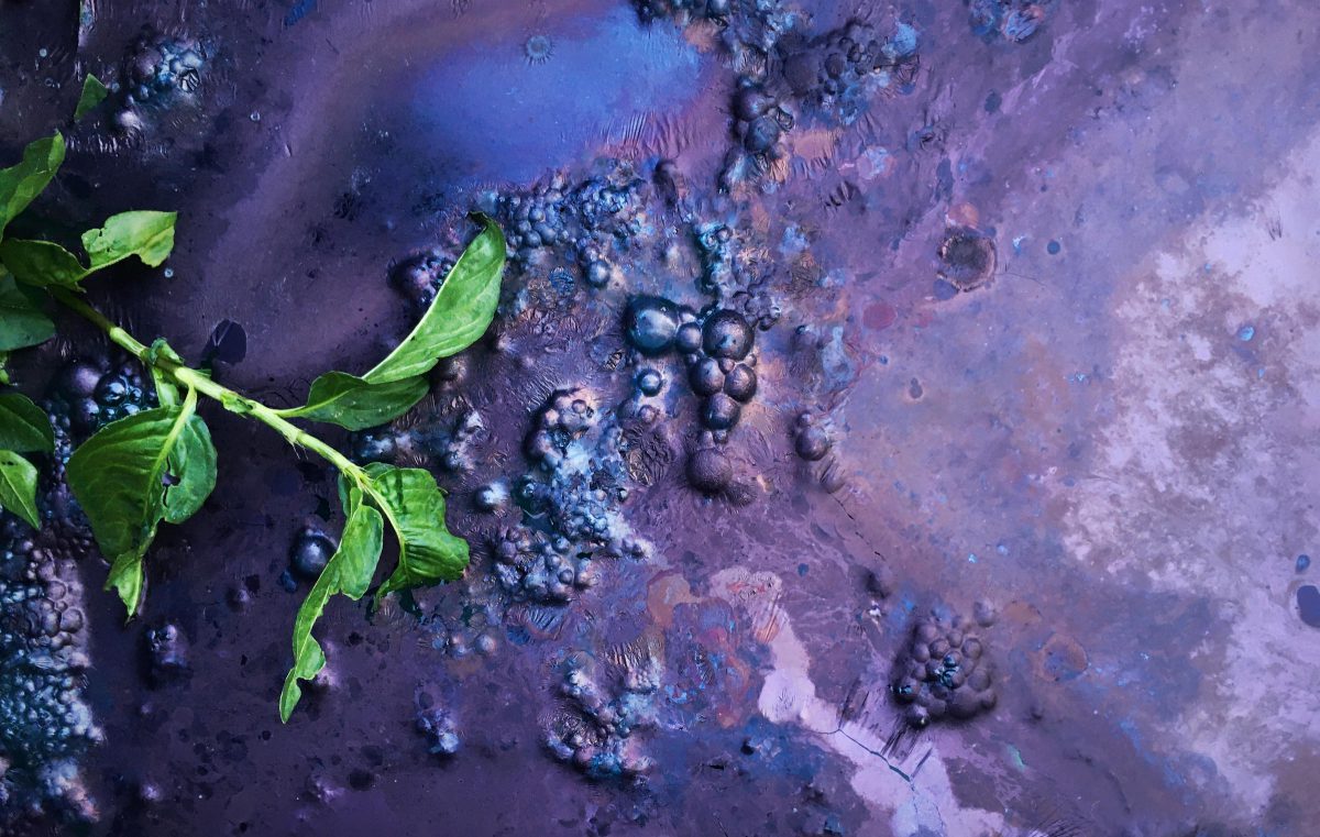 Fresh indigo leaves in a blue bubbling vat