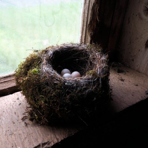 Birds nest on a windowsill in the barn