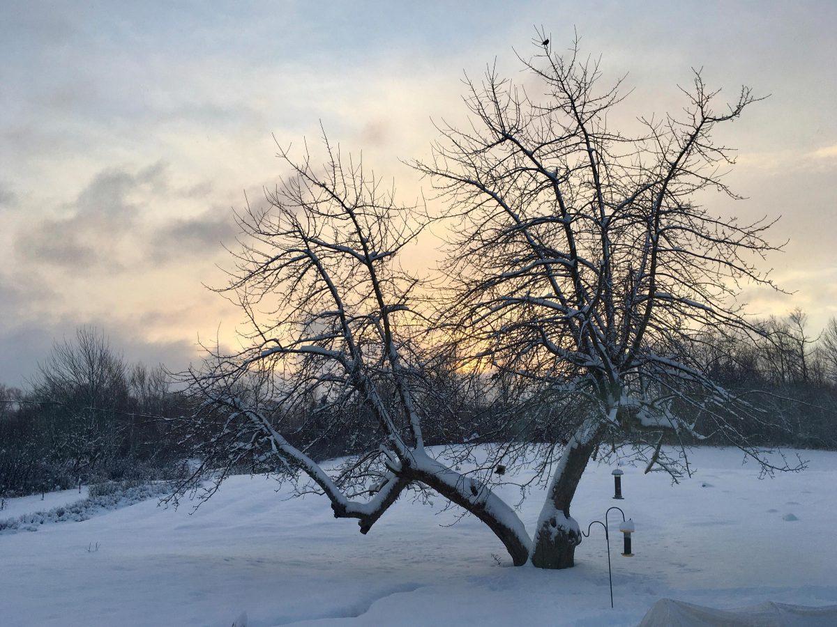 Bare apple tree mid-winter with bird feeders at lower branches and a bird perched near the top, dusk light