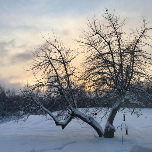 Bare apple tree mid-winter with bird feeders at lower branches and a bird perched near the top, dusk light