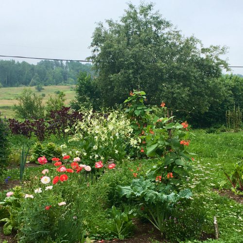 Flowers and veggies in a kitchen garden