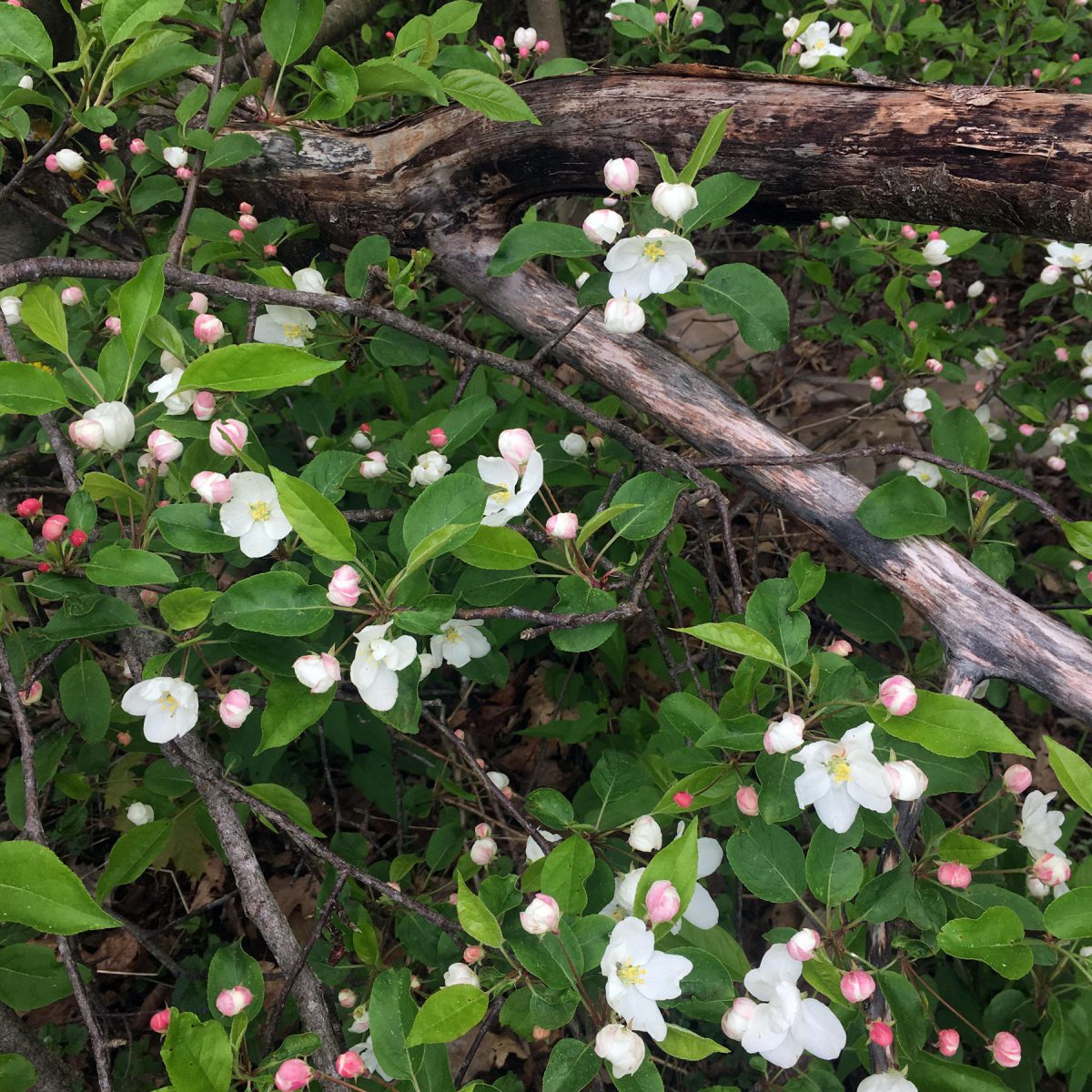 Dead branches covered with fresh apple blossoms