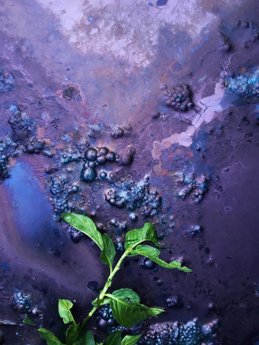 Indigo dye fermenting