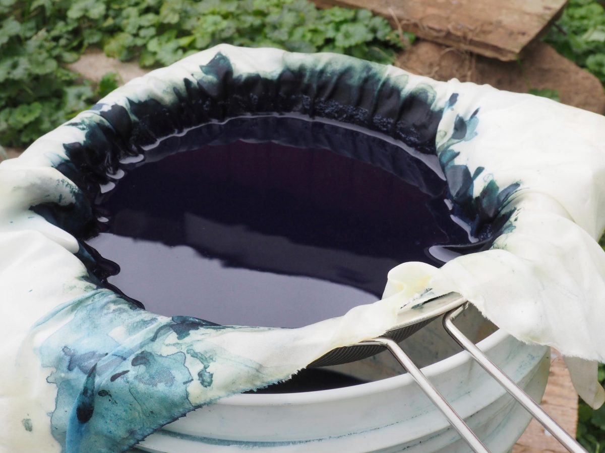 Indigo in a sieve over a bucket