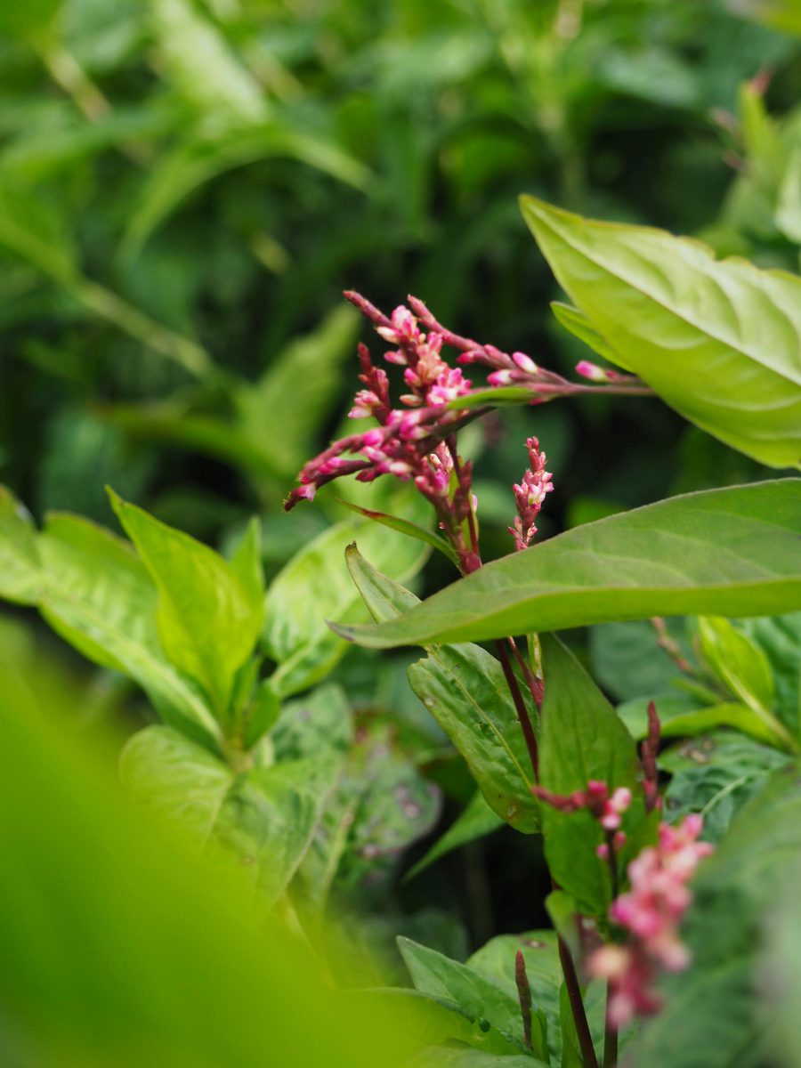 Japanese indigo plant with pink flowers and green leaves